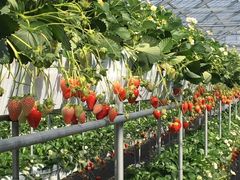 ܂ꂳ񂳂̏aMn@cւ̓eʐ^2