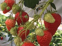 ܂ꂳ񂳂̏aMn@cւ̓eʐ^3