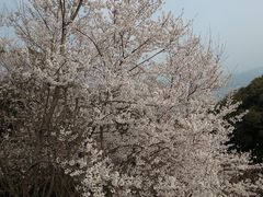 ひでちゃんさんの松山城の桜の投稿写真1