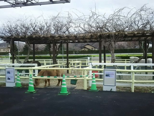 ���n��ɂ���|�j�[�����N�B_�������n��