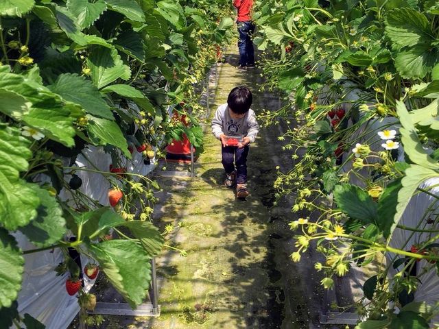 �C�`�S���_���̖V���񂾎R��