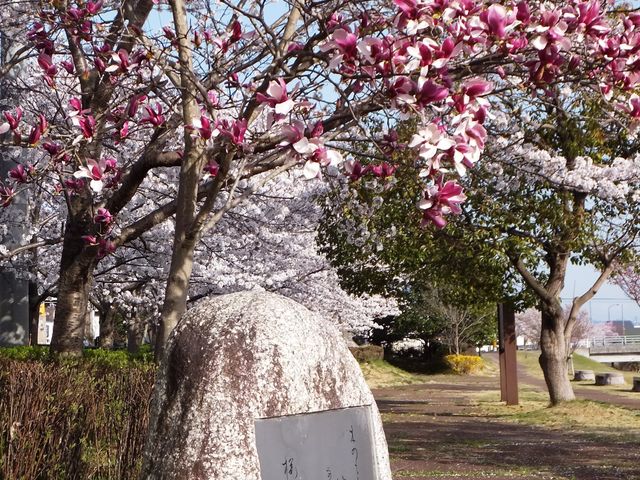 ���ڂ炳��̔m�ԋ��i����͐��ӌ����j�̓��e�ʐ^1