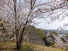 こぼらさんの上野城跡の投稿写真1