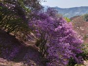 gV`̊⍪_Ђ̃~coccWE}ccW̓eʐ^1