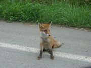 `܂˂̃LAlbvLv̓eʐ^1