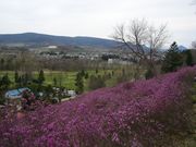 `܂˂̃G]TLccWRQ̓eʐ^2