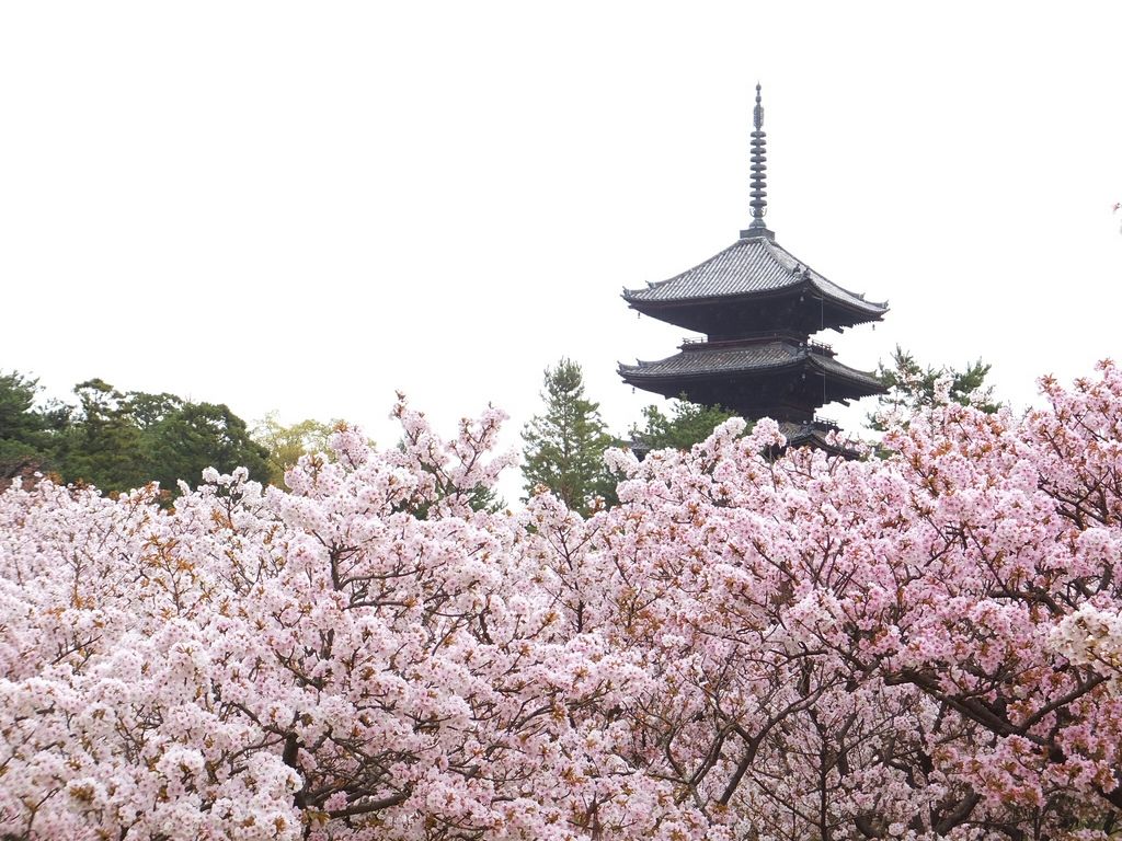 19 京都で桜が楽しめるスポット選 お花見に出かけよう じゃらんニュース