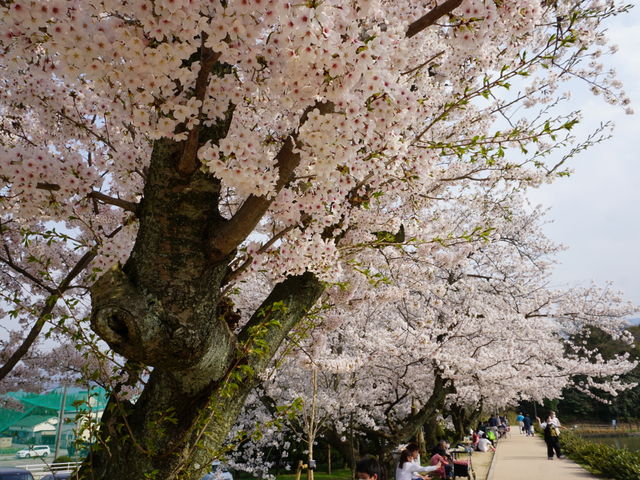 ��̋{����