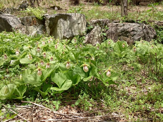 ǂ݂̐Xь炬̐X̓eʐ^2