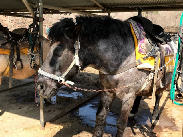 �ؑ]�n�̃��L����_�g�t��ؑ]�n�q��