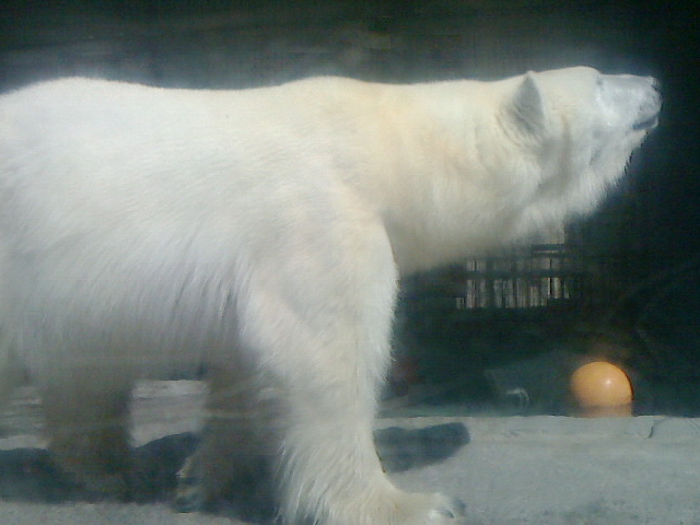 ɂǂ񂳂̈R t@[Xgt[h̓eʐ^5