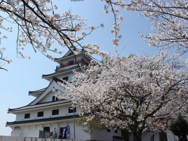 城とサクラ_舞鶴公園の桜