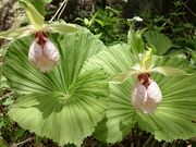 ǂ݂̐Xь炬̐X̓eʐ^1