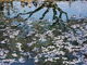 カメチャンさんのひょうたん池桜への投稿写真4