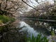 カメチャンさんのひょうたん池桜への投稿写真3