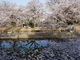 カメチャンさんのひょうたん池桜への投稿写真2