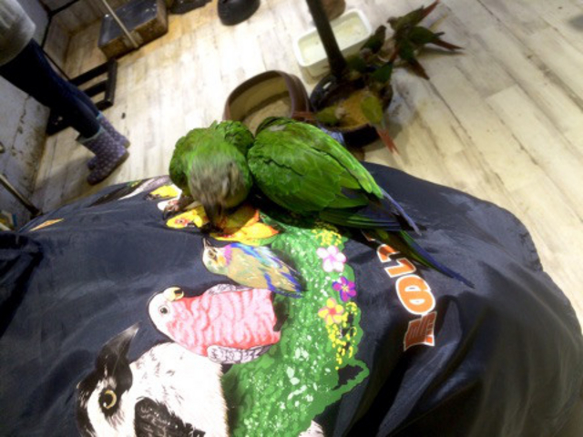 ���̂���J�t�F_���̂���J�t�F��ʖؓX