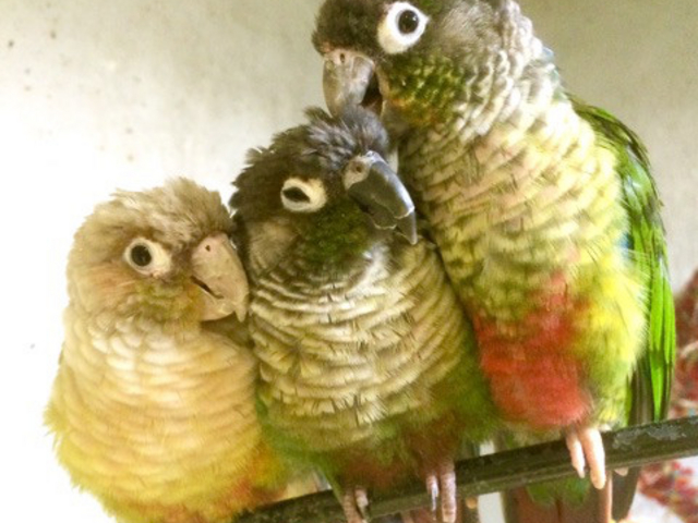 ���̂���J�t�F_���̂���J�t�F��ʖؓX