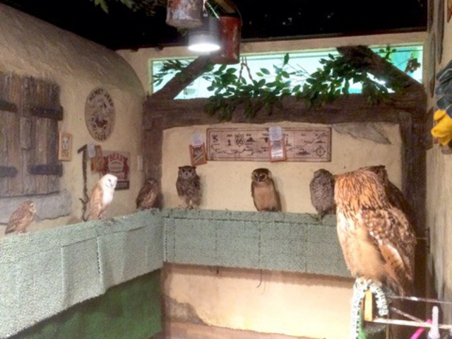 ���̂���J�t�F_���̂���J�t�F��ʖؓX