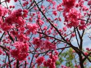 ���[�ҁ[����̍r��̃J���q�U�N�������n�̓��e�ʐ^1