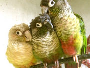 �p�J����̒��̂���J�t�F��ʖؓX�̓��e�ʐ^3