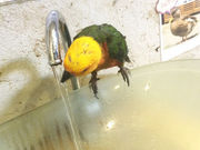 �p�J����̒��̂���J�t�F��ʖؓX�̓��e�ʐ^4