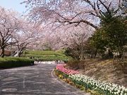 �X�k�v����̉i���R�����^�`���[���b�v�̓��e�ʐ^1