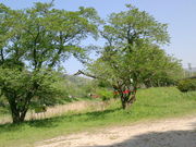 ponnkichi̖@R̓eʐ^3