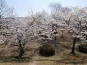 ��������񂳂�̒r�������̓��e�ʐ^1