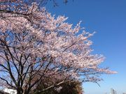 ���ʂ܂񂳂�̑�����̎U�����̓��e�ʐ^1