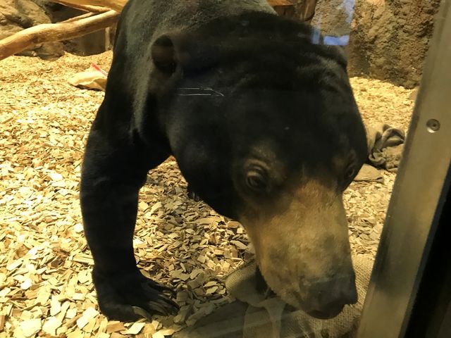 �}���[�O�}_�~�R������