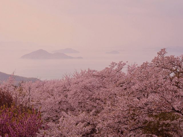 �R���̓W�]�䂩�猩���i�ł��I�I�I_���_�o�R