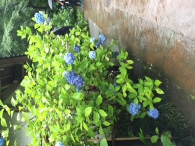 nama����̂��������̏��H�̓��e�ʐ^1