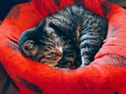 G̎Ȑh@R݂؂̓eʐ^2