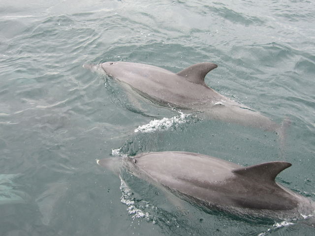 �D�̉����j���C���J_�V���ό��C���J�E�H�b�`���O �h���t�B���N���[�Y