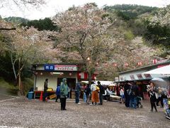 寺尾ケ原千本桜の口コミ一覧 じゃらんnet