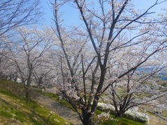 スマイルさんの桜づつみ「木津川・緑と水辺のやすらぎ回廊」の投稿写真1