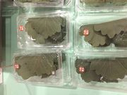 ɂɂ񂳂̂Ȃ݂̕ĉ CIcX̓eʐ^1