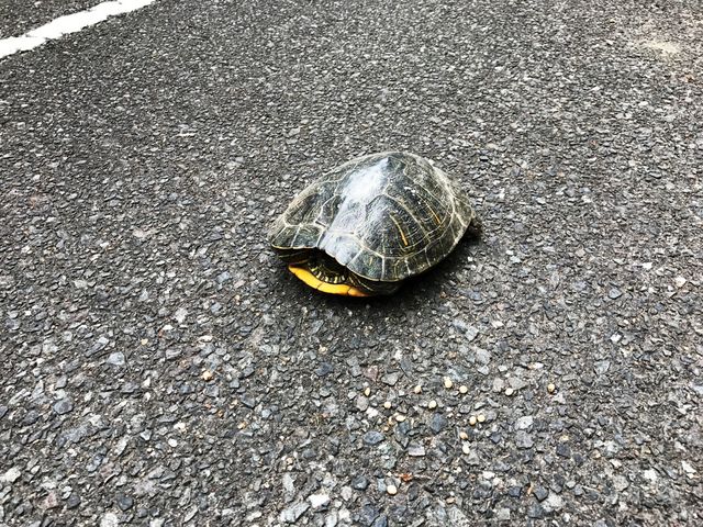 G̖kR΁ǐόj̓eʐ^1