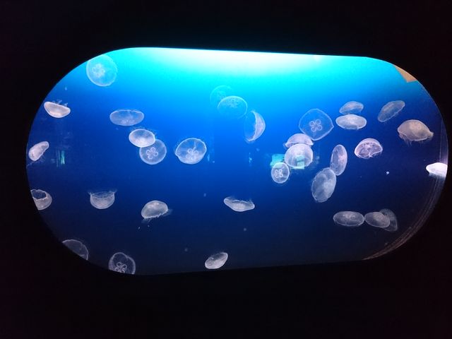 キレイ☆ミ_マリホ水族館