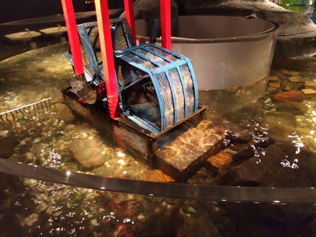 �����ق̒�_�T�P�̂ӂ邳�Ɛ�ΐ�����