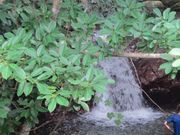 �s���N����̍r��̑�̓��e�ʐ^1