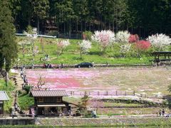 国田家の芝桜の口コミ一覧 じゃらんnet