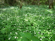 EGX^C[Xg̏㍂nẼj\E̓eʐ^1