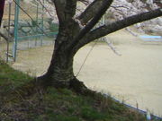 kenken̉H΃TEX|[ch̓eʐ^1