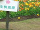 kenkenさんの生駒高原の菜の花の投稿写真1