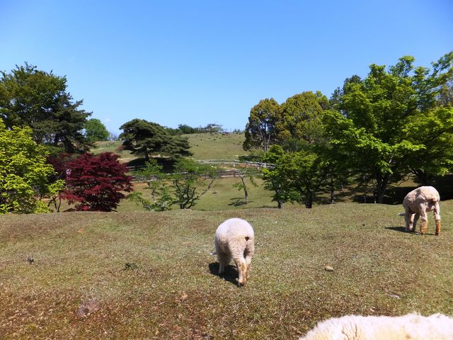 �߂��߂��q��