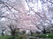 ӂ񂳂̍Γ(̂̓)̓eʐ^1