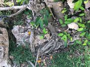 ���Ȃ���̋ʌ�a�̓��e�ʐ^1