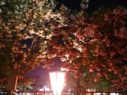 kijimunaȓǁmHꌩwn̓eʐ^1